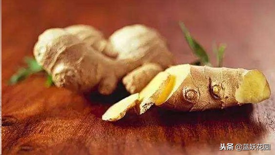 吃剩生姜,吃剩的姜扔土里