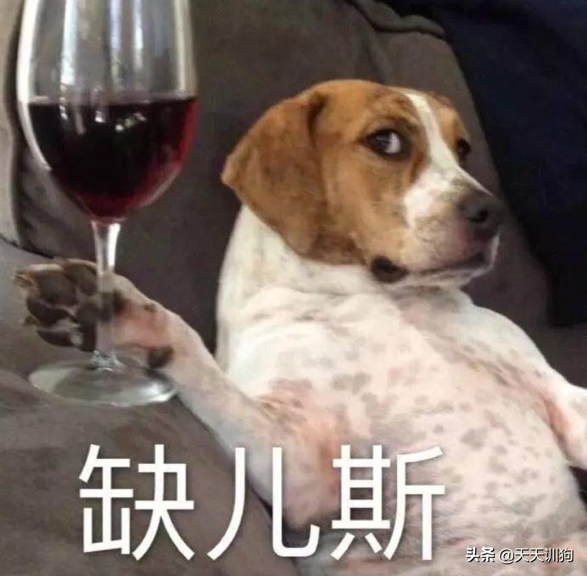 狗狗也能吃雪糕吗,狗狗可以喝啤酒吗