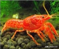 最常见的观赏虾以及饲养知识,观赏虾的饲养与繁殖方法