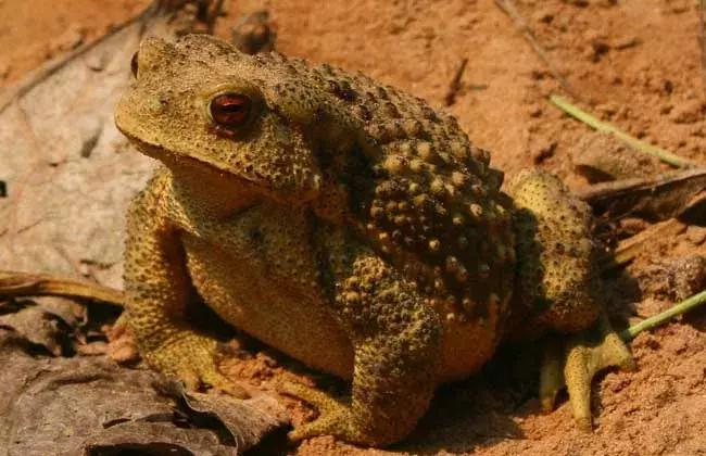 适合农民创业的养殖小投入大回报,农村特种养殖