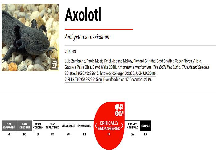 六角恐龙宠物,宠物六角恐龙