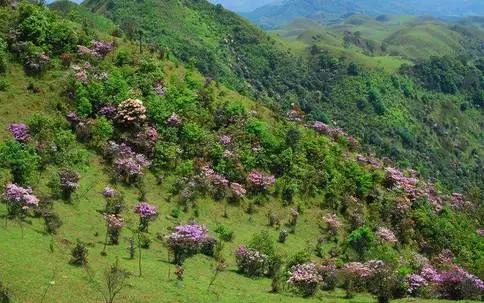 广东草原风景区,广东最美大草原