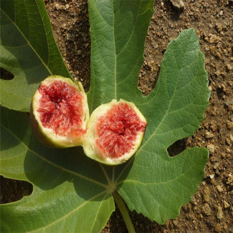 无花果软糯香甜品牌,哪个品种的无花果又大又糯甜