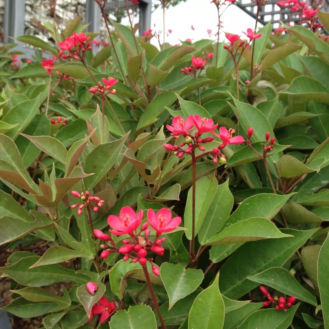 100种常见观叶植物图鉴史上最全,农村常见的100种植物