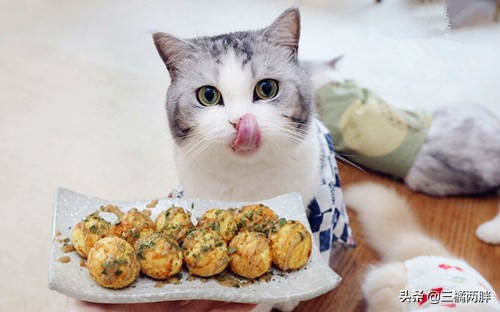 猫咪奇妙物语虎斑猫,奇妙猫咪物语全集