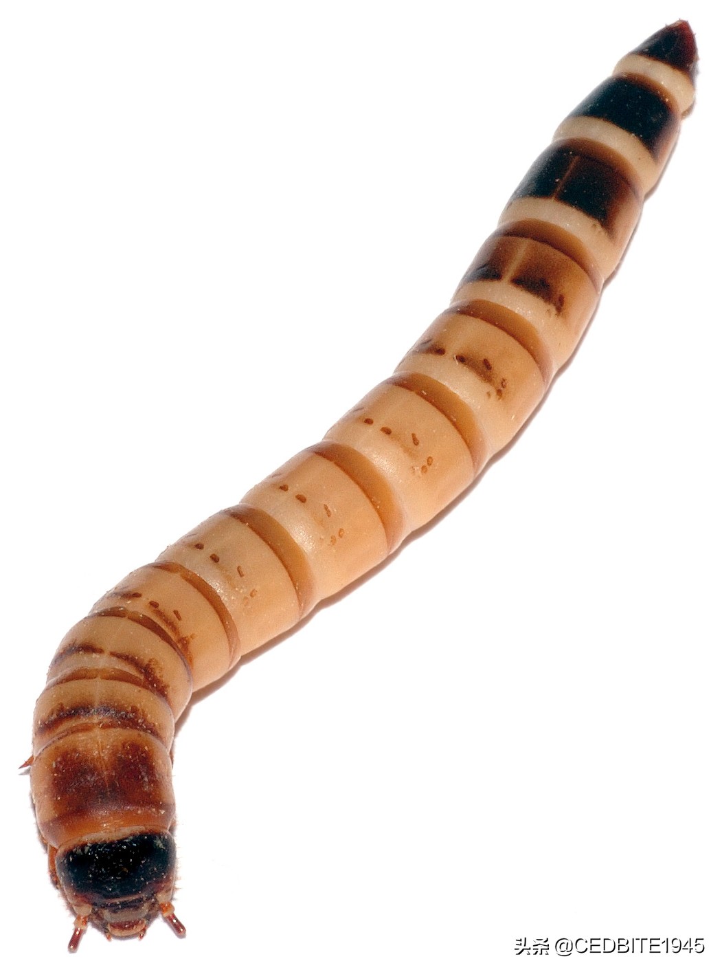 大麦虫能养活吗,大麦虫能喂观赏鱼吗