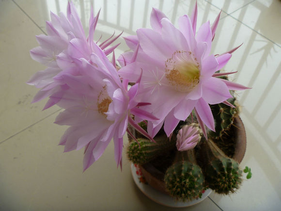 “常年丑貌君不问，一日花红万户惊”——仙人掌的产地及精品赏析