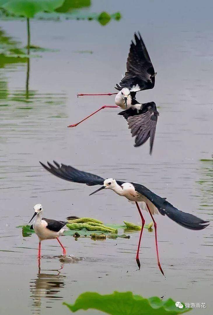南京三桥湿地生态公园,南京三桥湿地公园