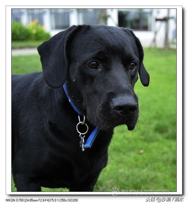 比尼熊狗狗价格,阿拉斯加狗狗价格