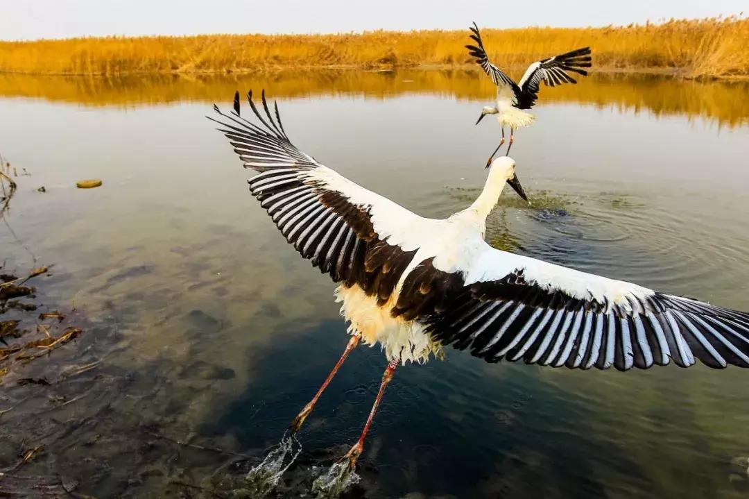 官宣外交部将向全世界推介天津,外交部推介天津中文版