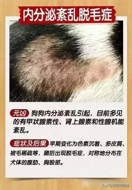 治疗犬皮肤病的土办法,宠物犬疾病的预防与治疗论文