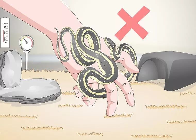 合法饲养宠物蛇,宠物蛇饲养视频