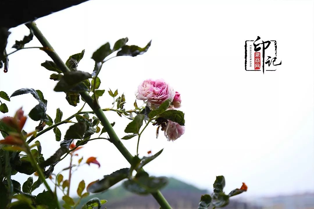 商丘师范学院是商丘最好的大学吗,商丘师范学院被称为豫北小清华