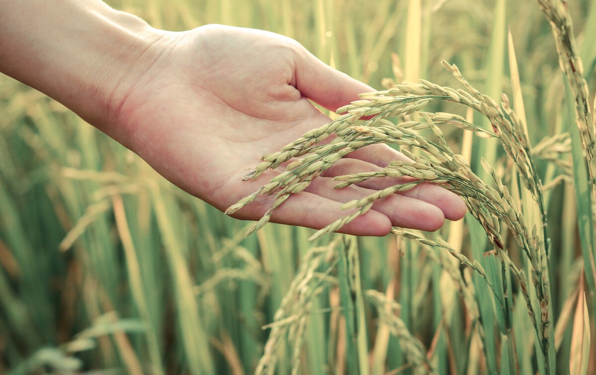调节神经的谷维素图片,谷维素片能治植物神经功能紊乱吗