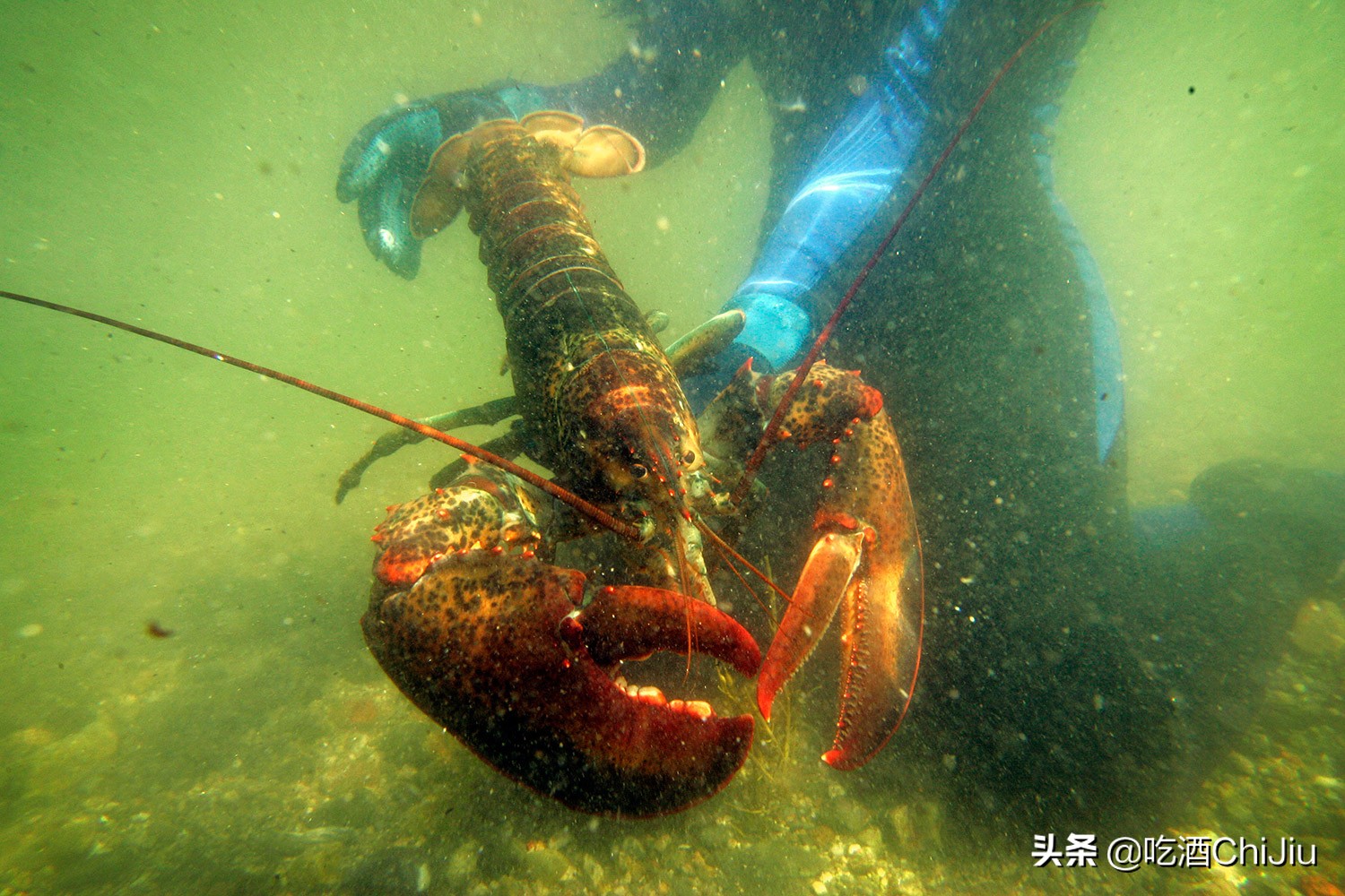 澳洲淡水蓝龙虾和波士顿哪个贵,澳洲龙虾和波士顿龙虾怎么区别