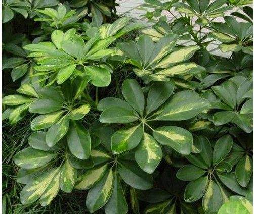 家里养了三只猫的感受,家里养了三只神兽