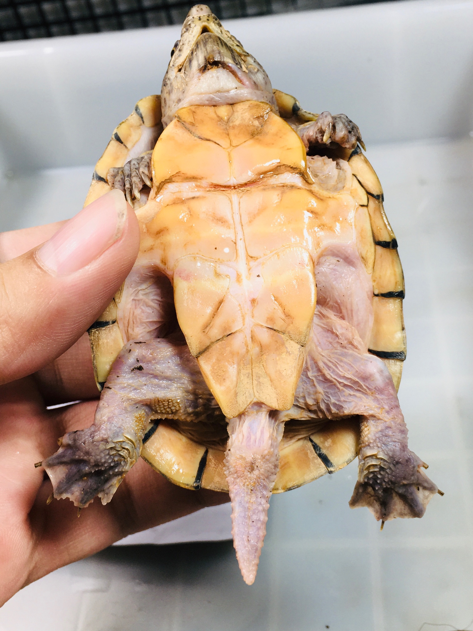 龟生病喂什么药好得快,幼年龟怎么喂药好用一点