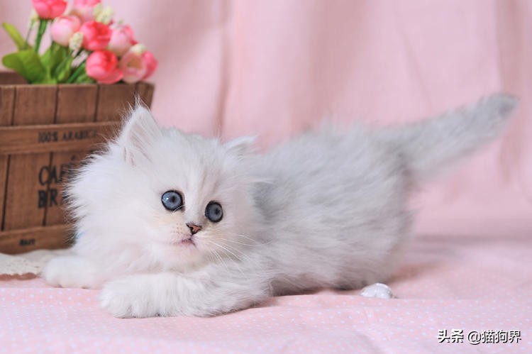 猫会放屁吗猫放屁会怎么样,猫也会打嗝吗