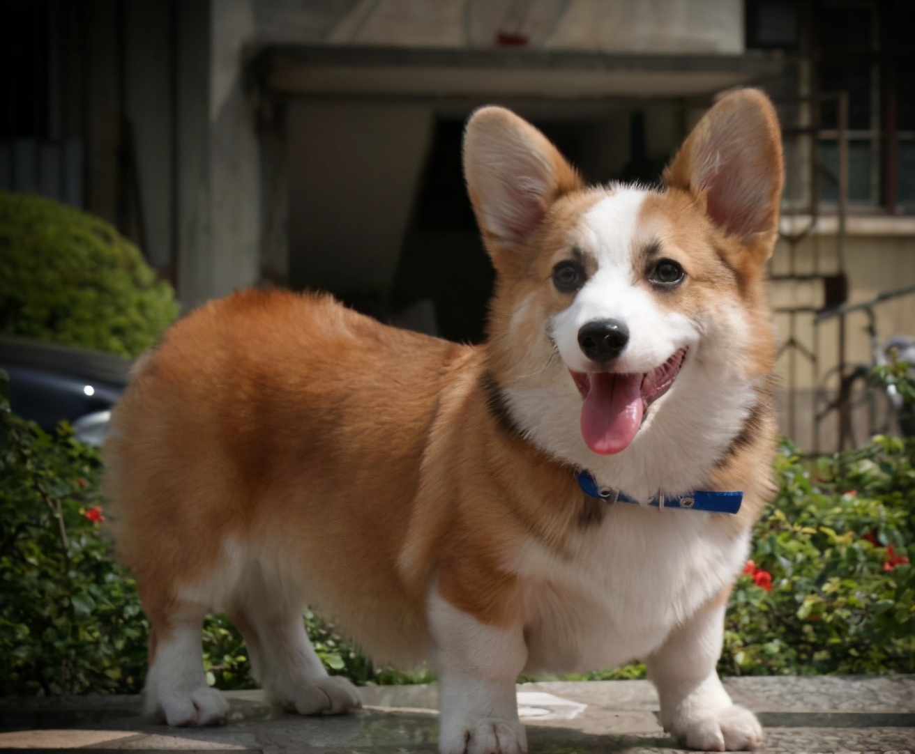 在中国10个品种的狗狗最受欢迎,现在最流行的狗狗是什么品种