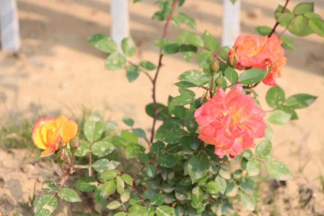 五龙汇爱幼稚园,郑州五龙新城汇爱幼儿园