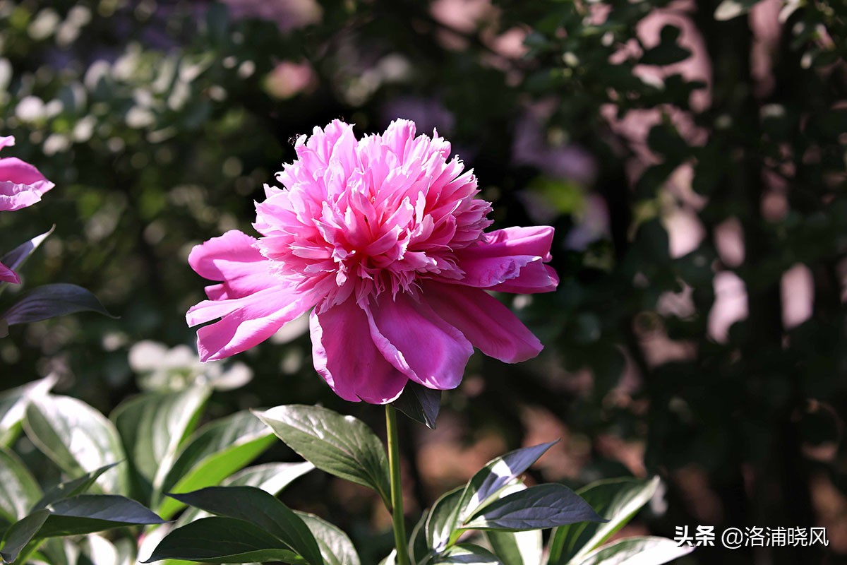 大院绿化的回忆——顺便看看院里的芍药定个究竟有多少种？