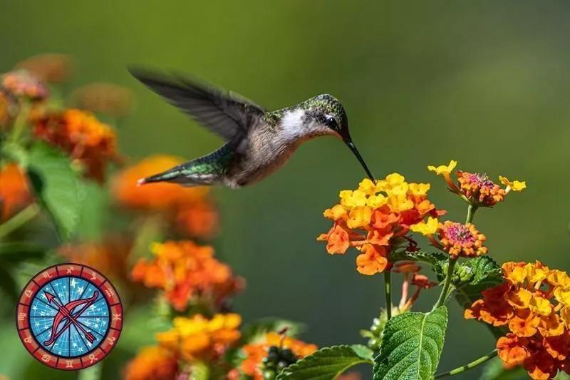 十二星座运势野兽,如何知道自己星座最适合的动物
