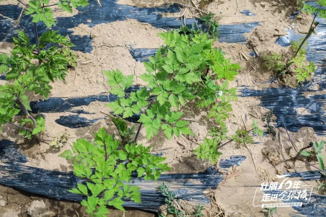 甘肃宝藏最多的地方,甘肃这座宝藏小城