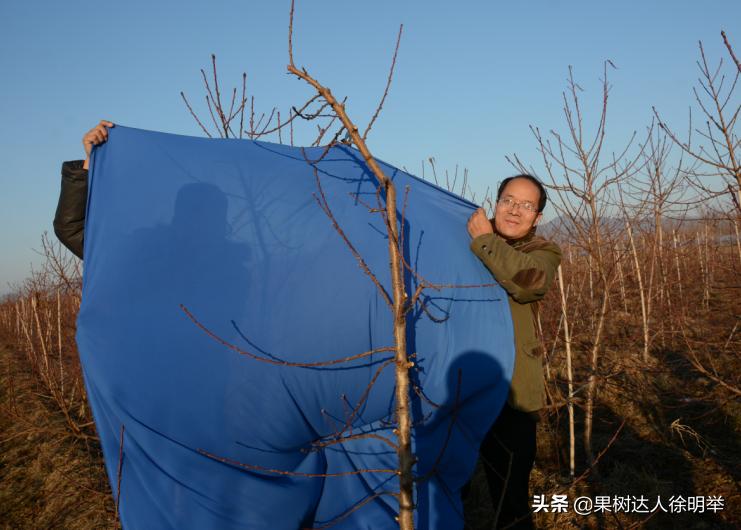 桃树主干形修剪技术有哪些,主干形桃树的夏季修剪方法完整版
