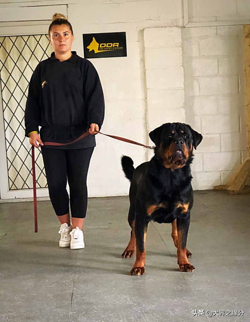 如何挑选好的罗威纳犬,公罗威纳犬与母罗威纳犬的区别