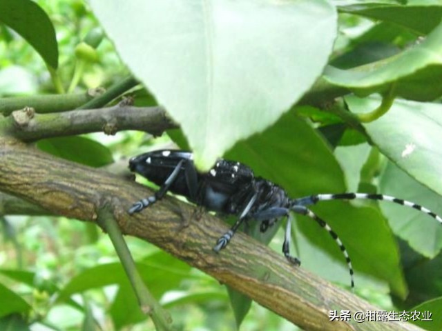 柑橘种植技术及病虫防治,种柑主要病虫害