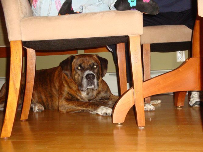 狗狗防卫状态咬主人,狗狗躲起来去抓它居然想咬主人