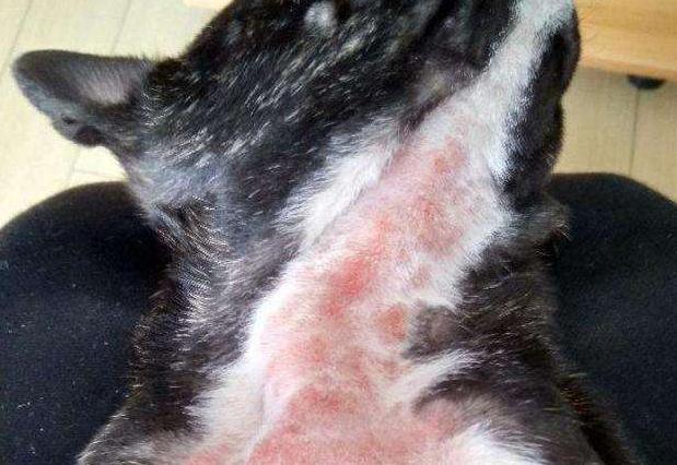 养斗牛犬怎么样,蓝色法国斗牛犬优缺点