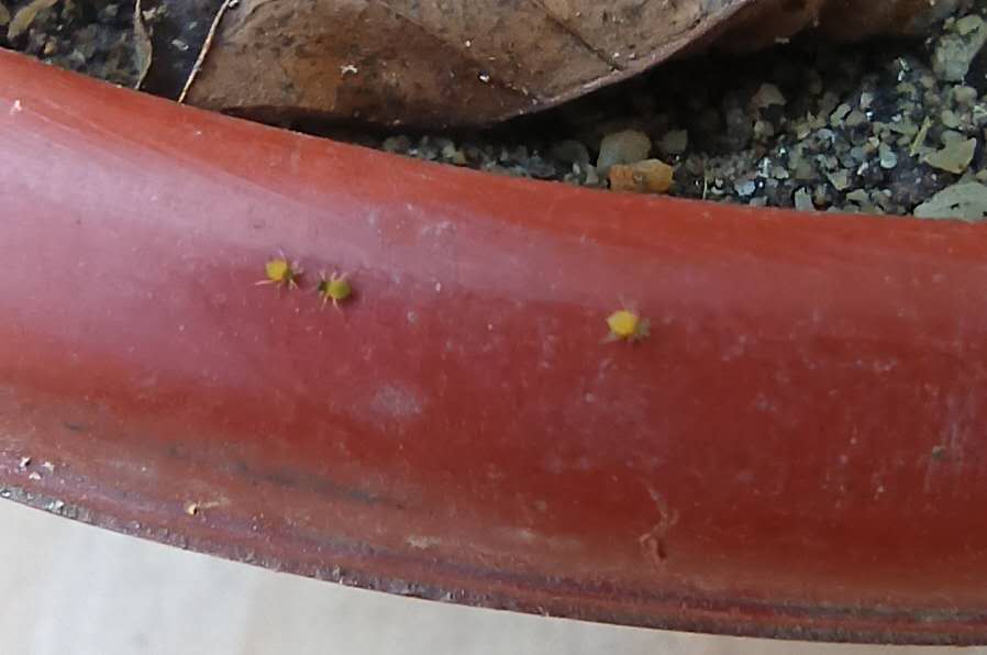 花卉治蚜虫喷什么药好用一点 (花卉上的蚜虫能直接喷杀虫剂吗)