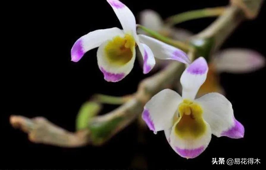 叠鞘石斛与铁皮石斛的区别,肿节石斛和大苞鞘石斛的不同