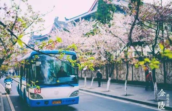 南通赏樱,江苏樱花景区介绍