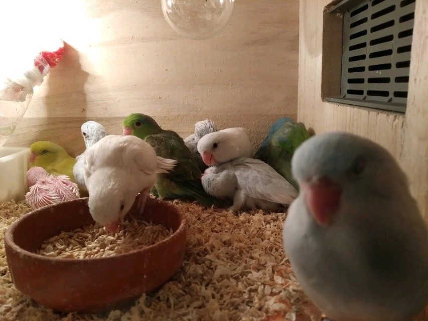 致养狗主人的一封信,致养狗人士一封信