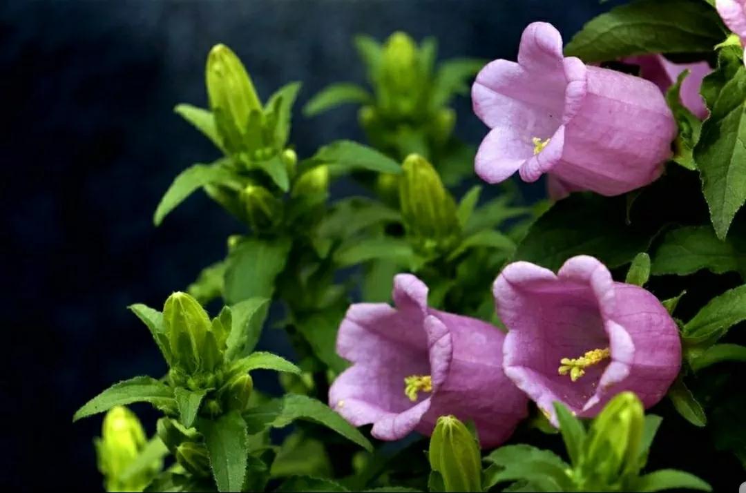 铃儿响叮当双音和弦五线谱,铃儿响叮当三级长笛