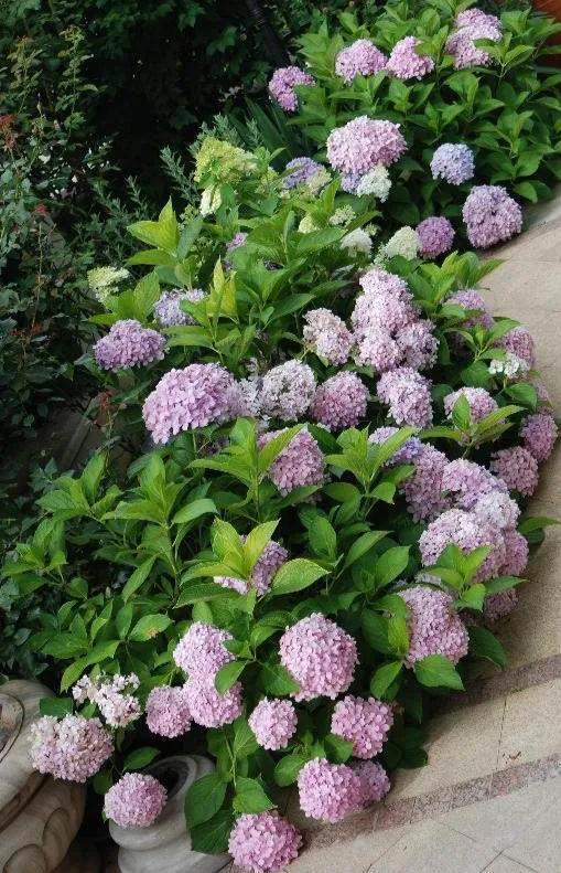 东北花园四季开花植物,北方一年四季都开花的花园