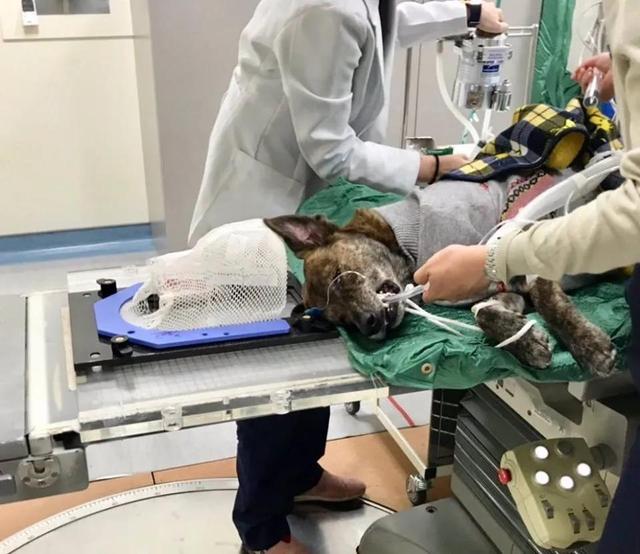 狗狗癌症晚期症状及治疗,狗狗癌症主人选择安乐死