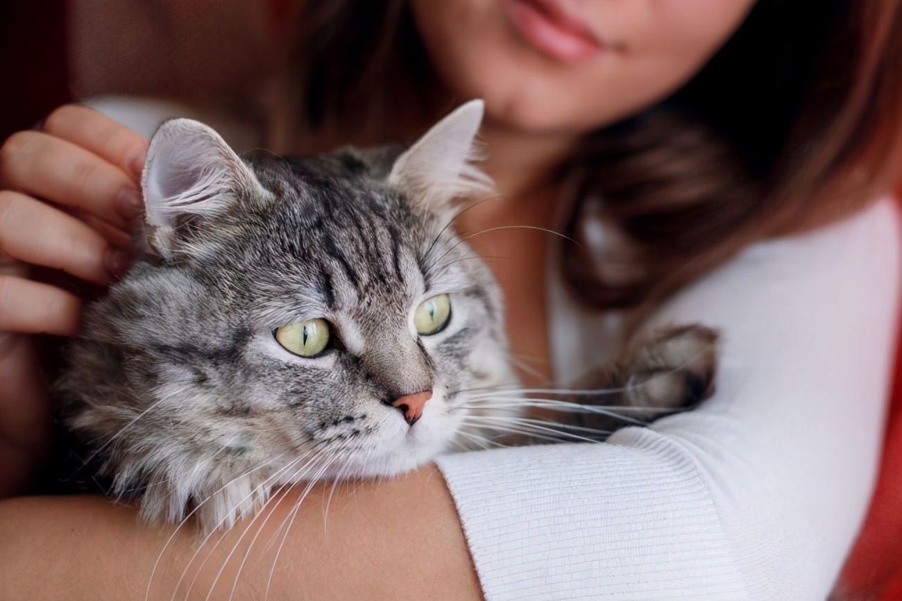 9.9元可租猫咪一天:共享时代赚钱,当以生命为底线