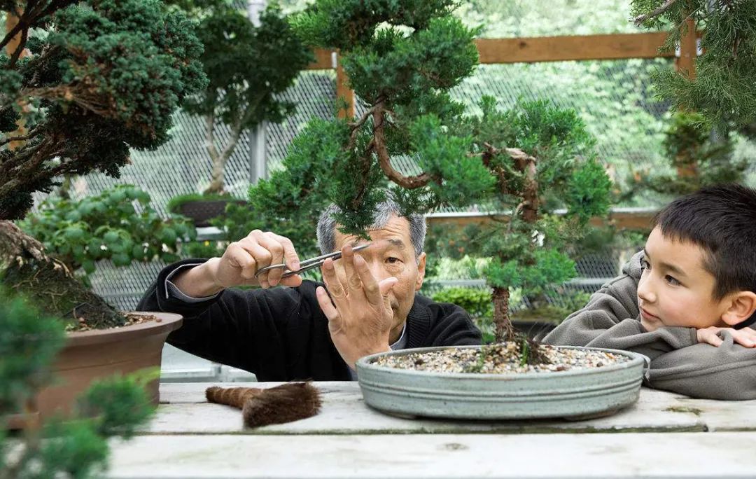 树木盆景养护包含六个方面的工作,盆景树如何照顾