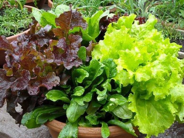 阳台种植的蔬菜怎样才能长得快,阳台种植蔬菜的技巧和方法视频