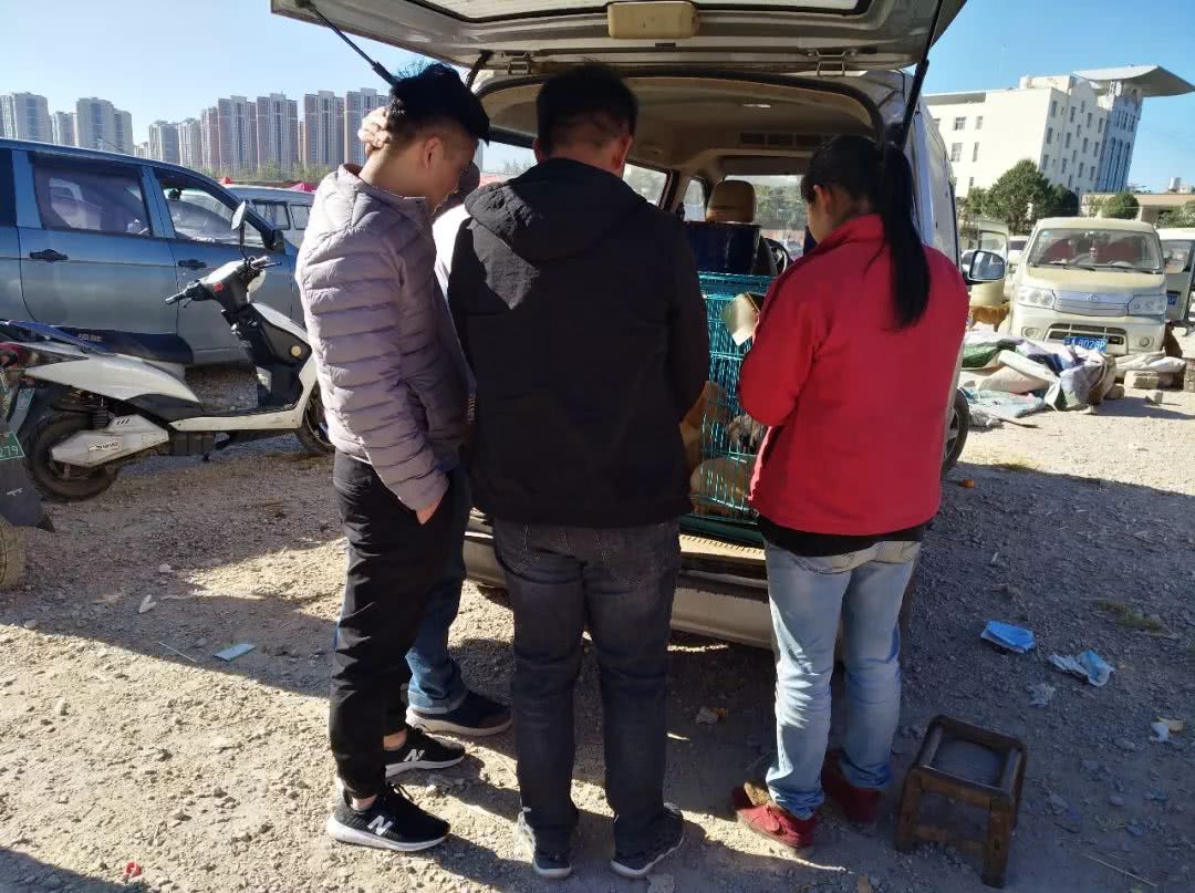 拉布拉多在狗市卖多少钱一只,狗市多少钱一只拉布拉多