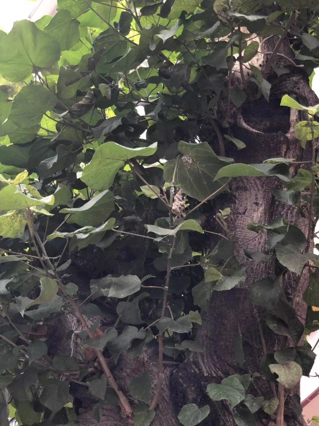 番禺|桥南汇景大道现“飞霜”?原来是这种害虫泛滥!桥南街绿化队出动了