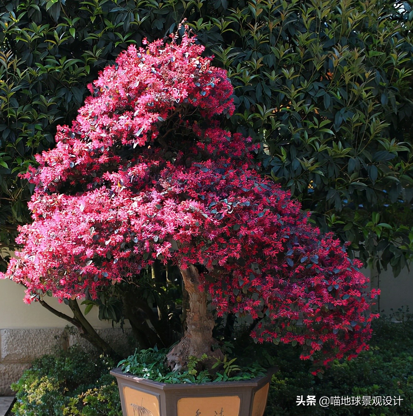 庭院景观设计品种齐全,别墅庭院主景树推荐