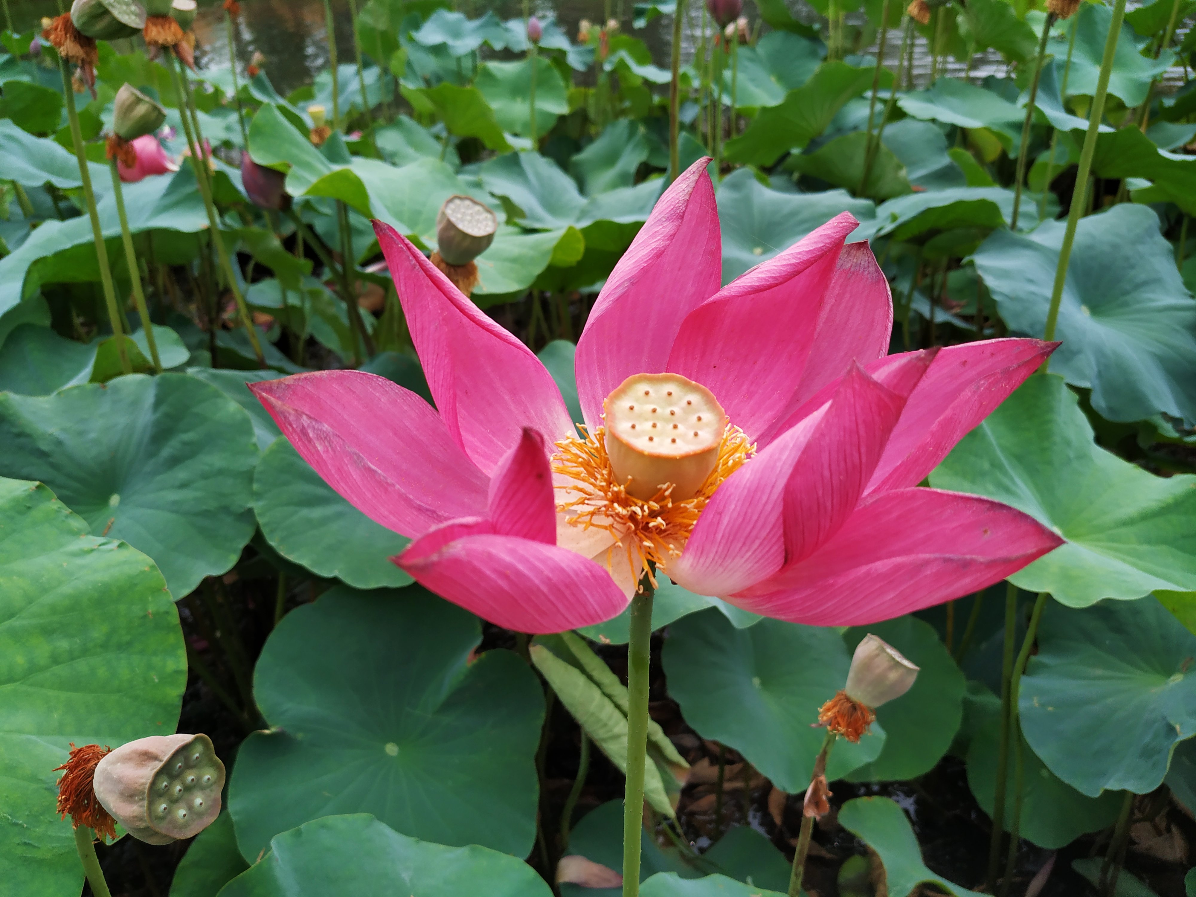 青荷盖绿水微山湖十万亩荷花盛放,微山湖红荷湿地公园的荷花何时开