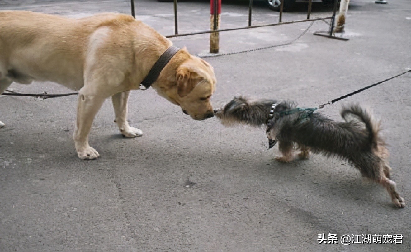 大狗经常被小狗欺负怎么办,小狗惹大狗
