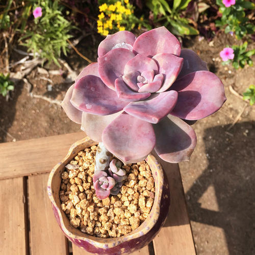 紫乐老桩杆太长不冒小芽怎么办,多肉紫乐怎样出多头