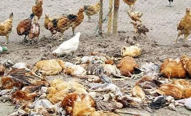 鸡瘟怎么治好最快,鸡得了鸡瘟病用什么药最好