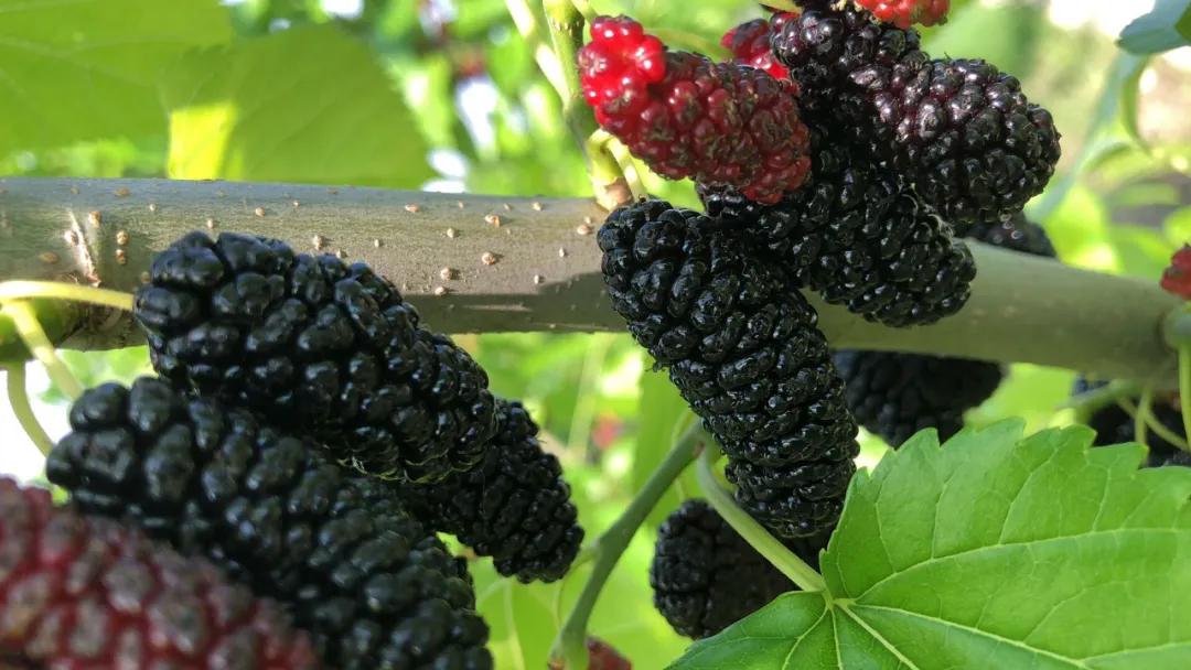 冬虫夏草500g正宗价格,2023年冬虫夏草新鲜价格表